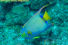 Queen angelfish